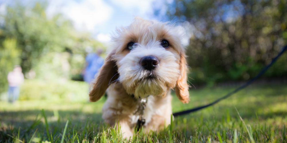 A short and fluffy white dog sniffs up close in the grass